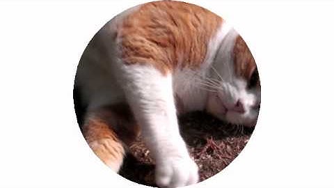 mlt filter demo html