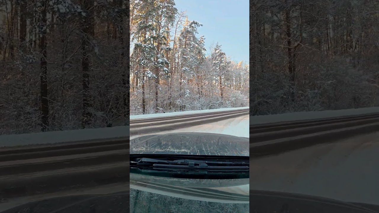 Frozen Forest | Walking Images 