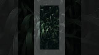 Leaf Wallpaper Trp Collection leaf wallpaper trending viral viral newsong nature