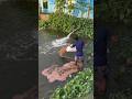 Pangasius Fish Feeding Time Part 3 Fishing Fish Shorts