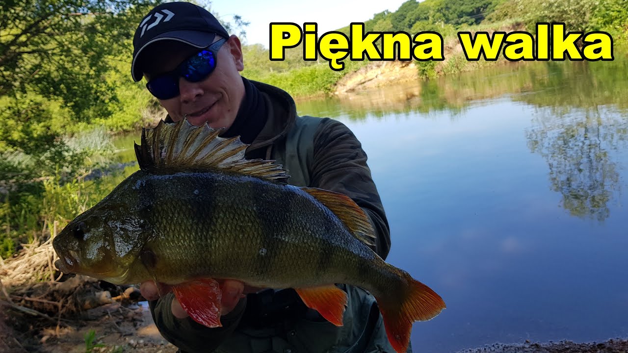 Okoń na woblera 40cm+/ Perch on crankbait 40cm+