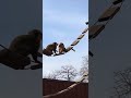 Coatis Fighting?! 😳 Wild Animal Drama You Must See!