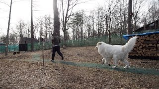 珍しく人間が早起きしてきたので遊んであげたアラン　Great Pyrenees　グレートピニレーズ