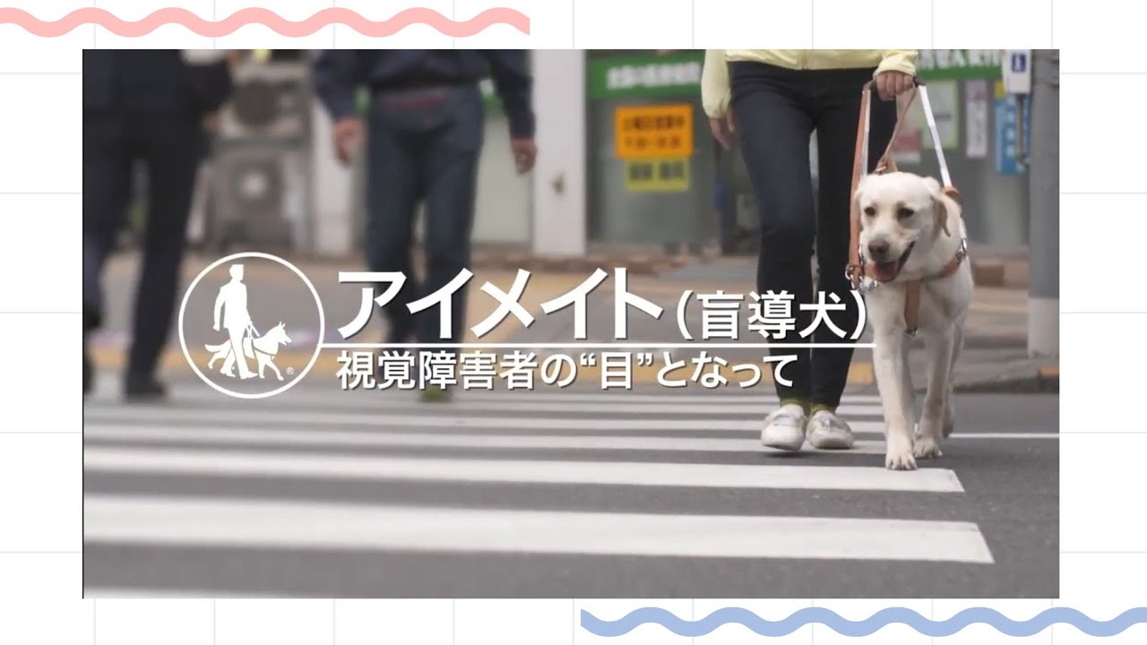 アイメイト（盲導犬）　視覚障害者の“目”となって