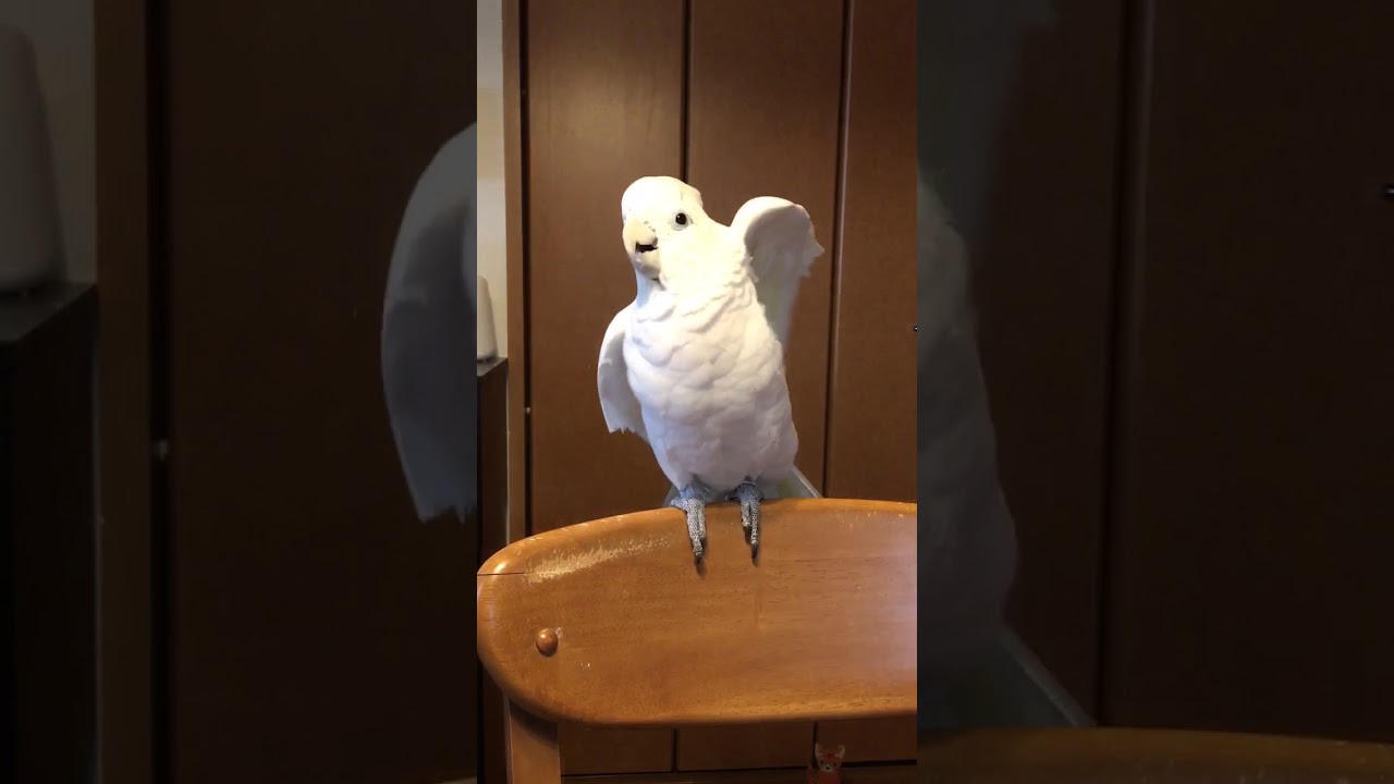 ソロモンオウム市松 良い生徒！ YouTube