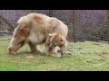 Britain's newest polar bear cub takes a stroll after being named