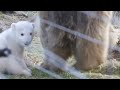 Britain's newest polar bear cub takes a stroll after being named