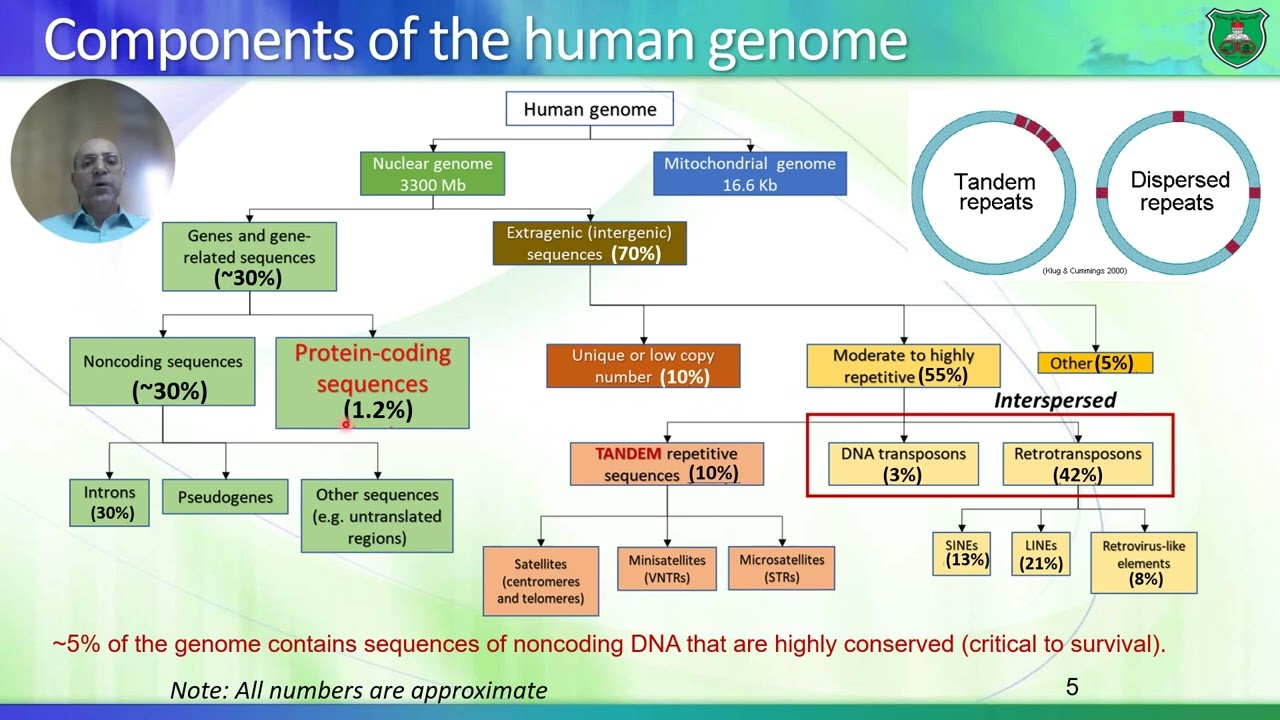 Human Dna Sequence Yah Human Genome Project Fact Sheet
