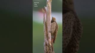 A very young Flicker