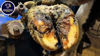 She wasn't walking right... what's wrong with this hoof?