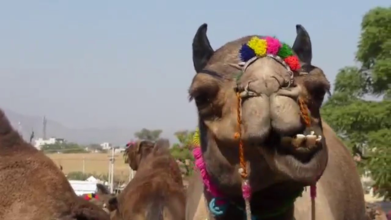 Funny: chewing camel / Lustig: kauendes Kamel / Drôle: chameau mâchant, Rajasthan, India Indien Inde video phone beyonce mp3