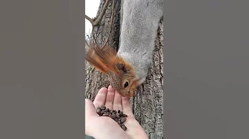 Белка которая вообще не похожа на Ушастика, хотя окрас тот же / Red squirrel with winter color