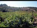 مدينة الخليل AL KHALEEL HEBRON PALESTINE 