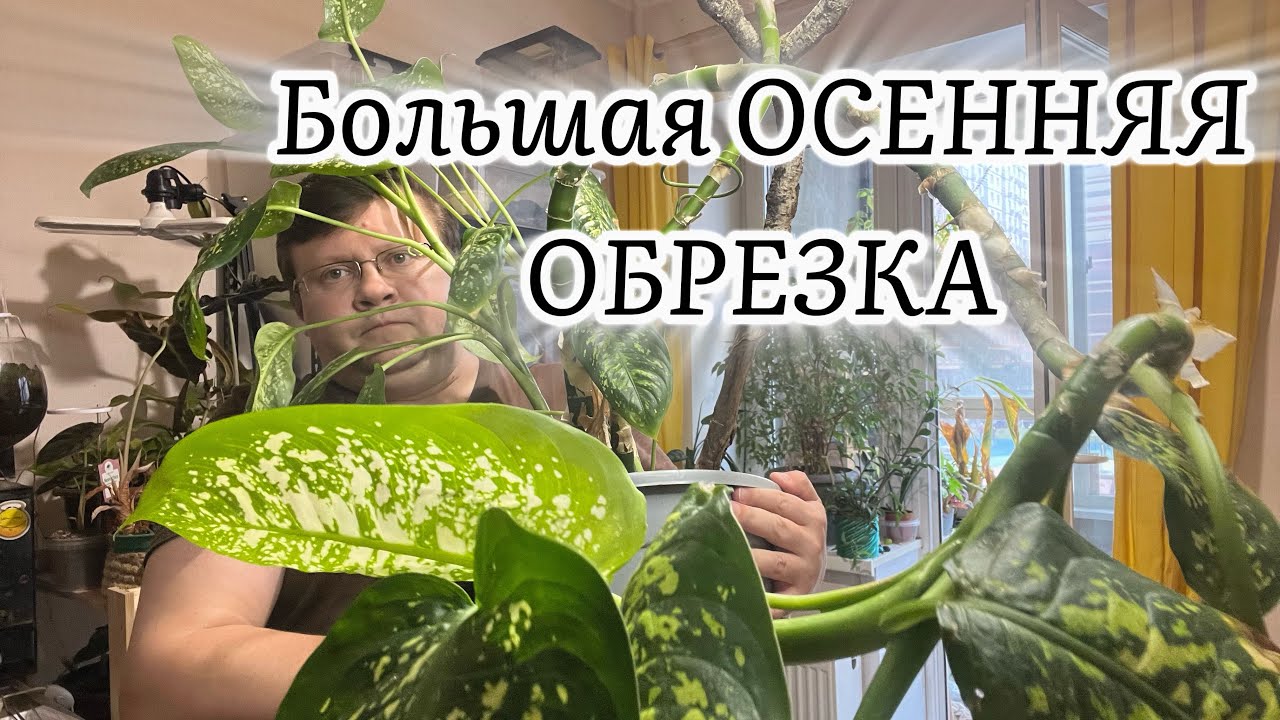 Большая осенняя обрезка растений перед переездом их с лоджии!!!