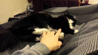 Rocket Keeping Me Company And Being Playful