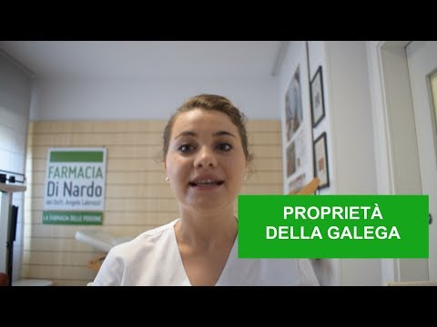 Video: Galega Medicinale - Proprietà Utili E Uso Di Galega, Controindicazioni