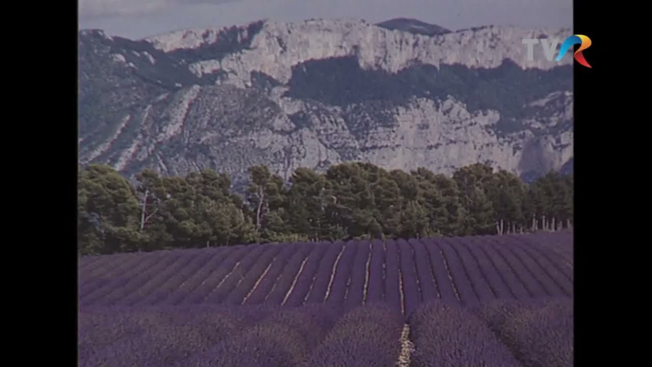 Lavanda
