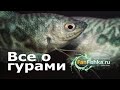 Гурами содержание и уход в аквариуме, виды, совместимость, разведение и нерест!