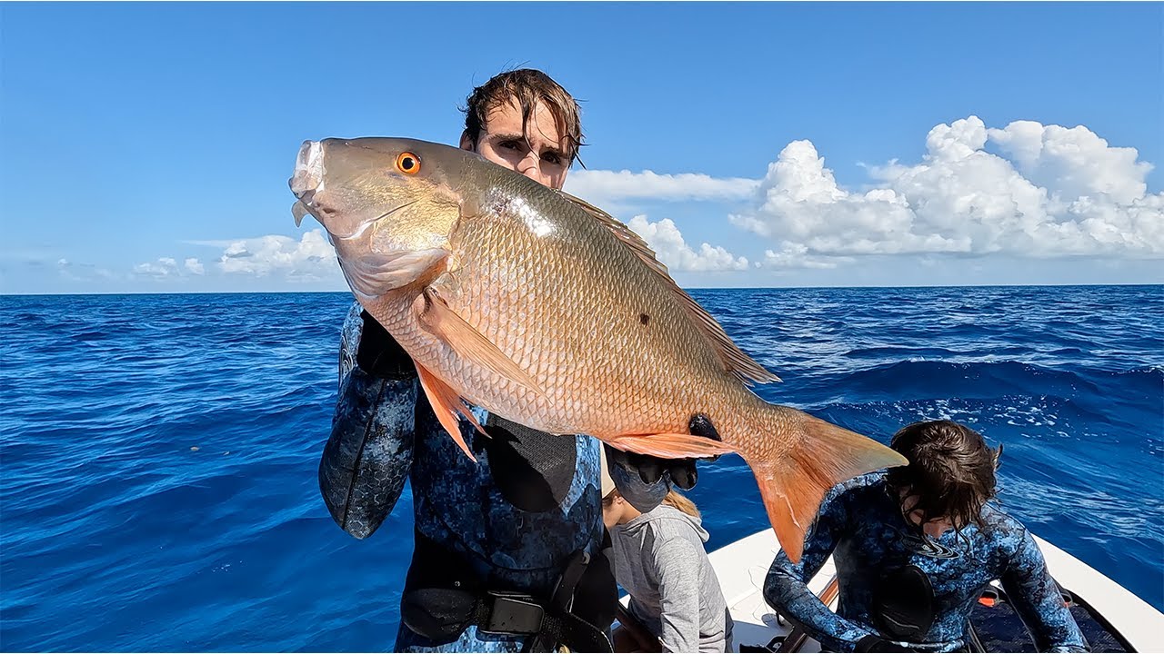 Стайные мангровые заросли и большие бараны 