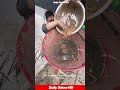 Infinite FREE Fuel From Dry Grass #PelletMill