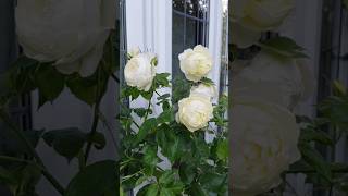 #rose #Vanessa Bell rose#davis austin rose