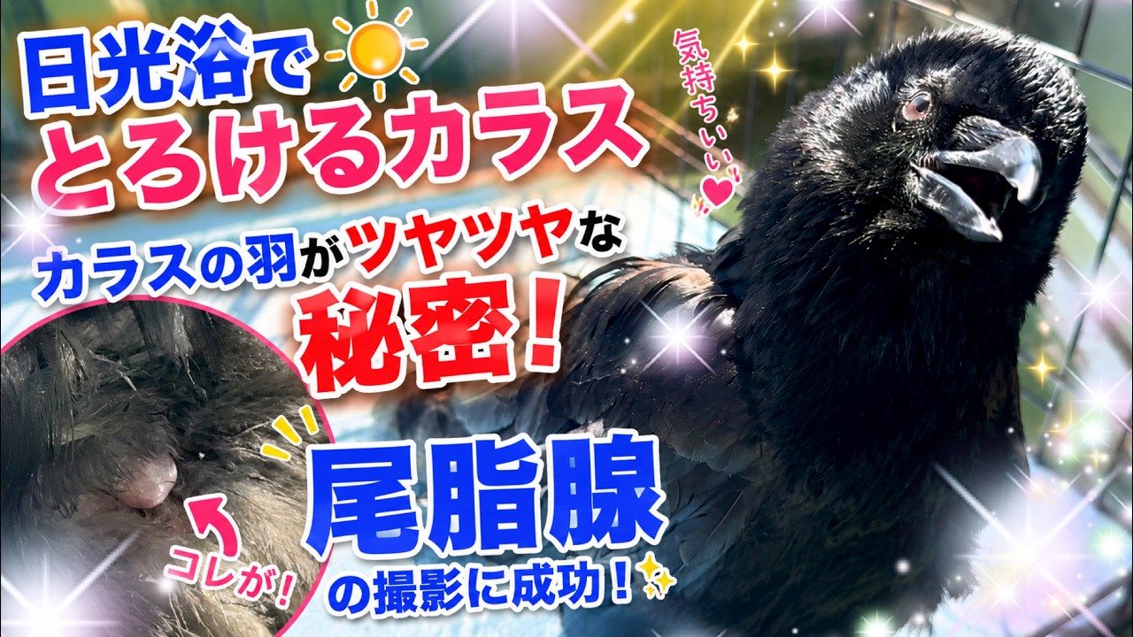 カラスがツヤツヤな秘密を激写‼日光浴でとろけるカラスのラビが可愛すぎる♪ラブラブ土鳩夫婦♪ BGMキジバト＆ギンバト 2026/5/16撮影 #カラス ※概要欄見てね #カラスのクッピ