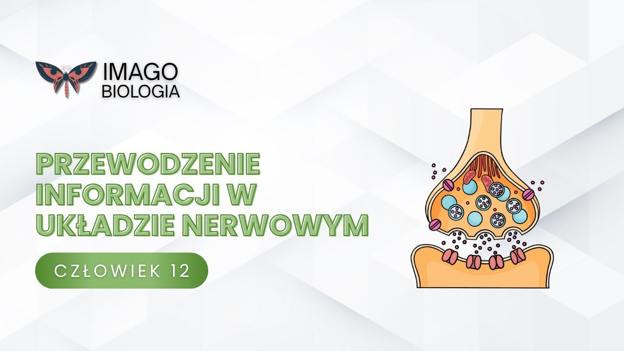 Przewodzenie informacji w układzie nerwowym