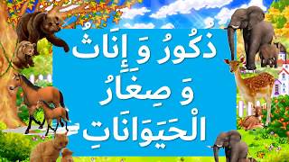 تعلم أسماء ذكور و إناث و صغار الحيوانات        
