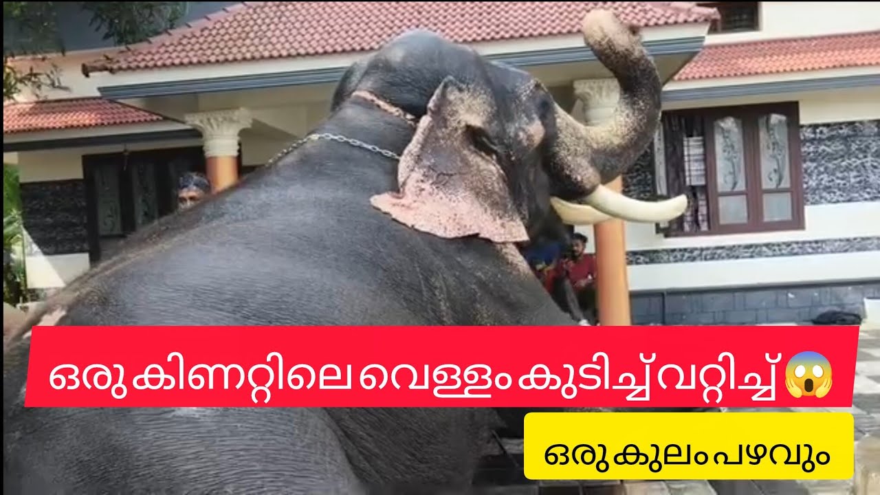 തോട്ടെക്കാട്ട് വിനായകൻ കുളിയും പഴം തീറ്റയും |Rejeesh _view village vlogs malayalam #ആനച്ചന്തം  