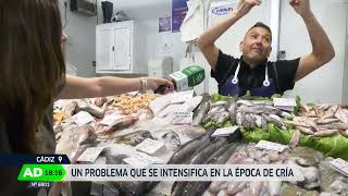 Gaviotas roban pescado del mercado central de Cádiz