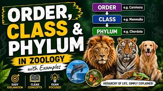 Order, Class & Phylum in Zoology with Examples