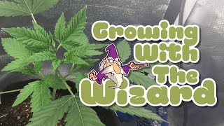 Growing With The Wizard - Grow 1 - Episode 11
