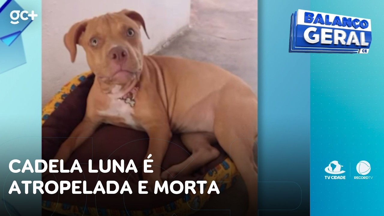 Tutora denuncia que cadela é atropelada e morta por motorista em alta velocidade | Balanço Geral CE