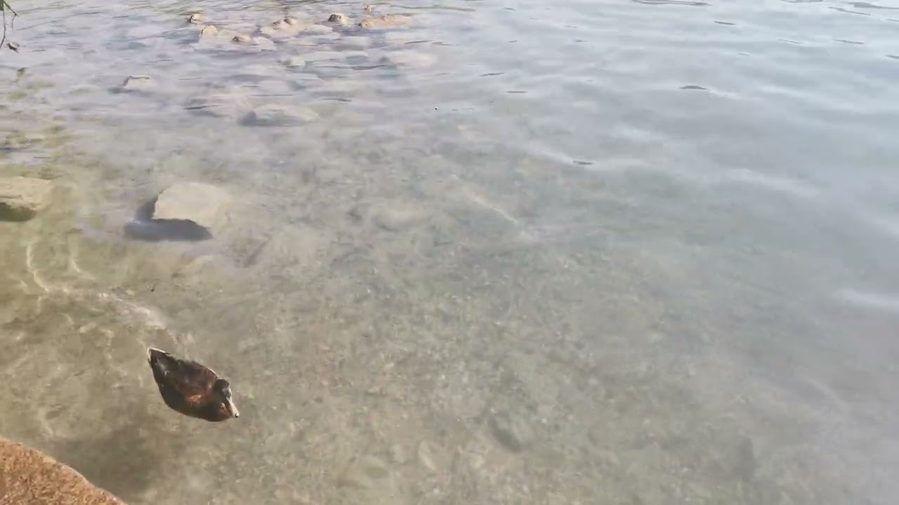 Hallwilersee, Lake Halwil Switzerland ⁉️ #fyp #short