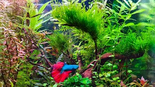 The Easy Way to Attach Moss to Wood