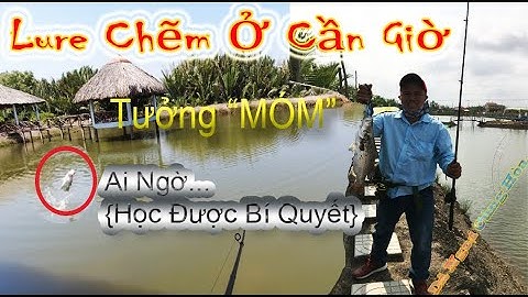 Câu Cá Chẽm(Cá Vược) Cần Giờ Tưởng #Móm Ai Ngờ Ăn Như Điên