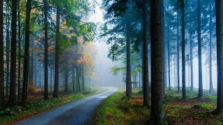 Relaxing Soothing Deep Meditation Warm Stress Relief Piano Calm Concentration Focus Delightful Music