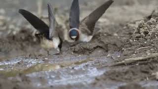 A Clip of Cliff  Swallows Collecting Mud to Build Their Nests From the bank of a River !!