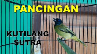 Suara Pedas kutilang Sutra GACOR , cocok untuk PANCINGAN Kutilang anda yang BISU TOTAL