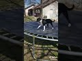 Jumping on the trampoline