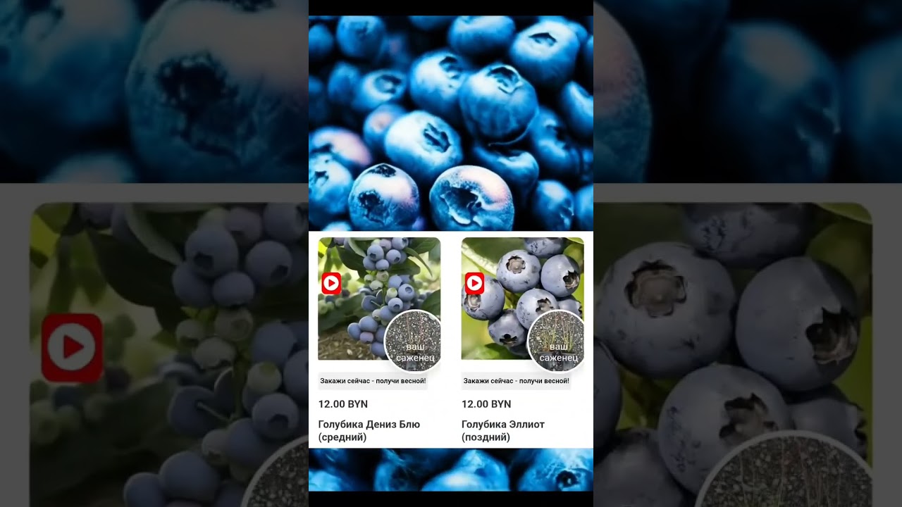 От ранних до поздних! Вся линейка сортов голубики у нас 🌿15+ сортов для вашего урожая! 👉 divsad.by