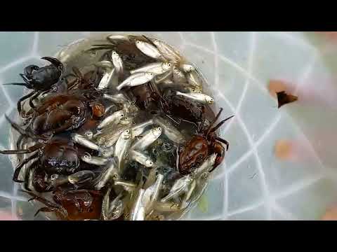 Catching small fish / Pukhri ni aah romlai