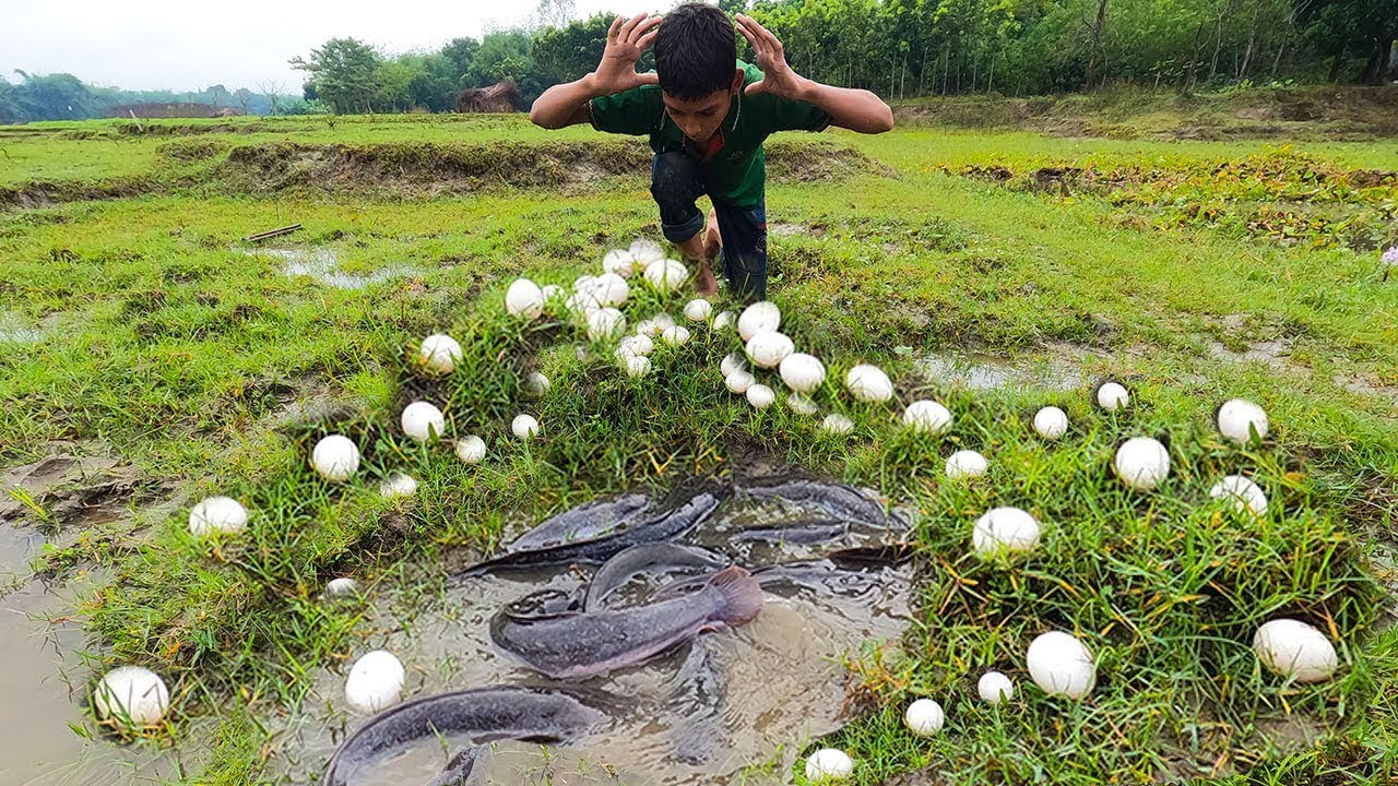 Cat Fish Roe Amazing Fishing! A Smart Fisherman Catch Lot of Catfish & Eggs in Rain ...