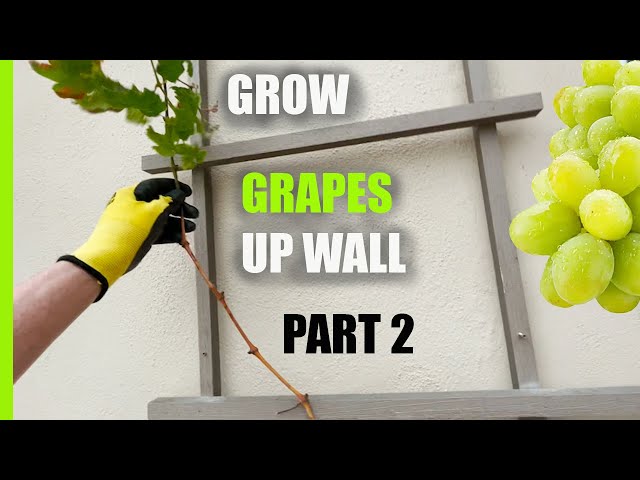 Grow Grapes up any Wall | DIY custom built Trellis - YouTube