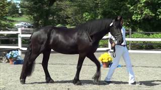 Tabitha ISF. 2014 KFPS Friesian Mare by Brend 413, Sport, out of Cl...