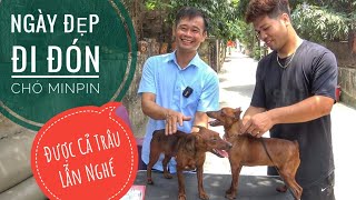 (Đã Ngừng Kinh Doanh) - Ngày Đẹp đi đón chó Minpin/ Miniature Pinscher/ NhamTuatTV - Dog in Vietnam