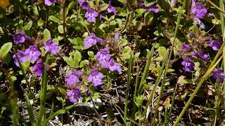 20240616 08 Fäld, Wallis Clinopodium alpinum