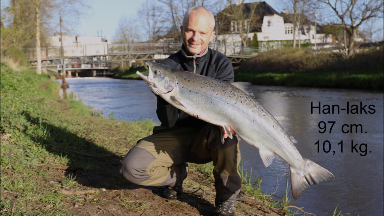 10 kg. laks fra storåen april 2017 (se hug/hugget) - Thomas Steen Hansen