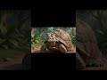 Jax the Cheetah’s Big Lesson 🐆 | Kids Jungle Adventure #bedtimestories