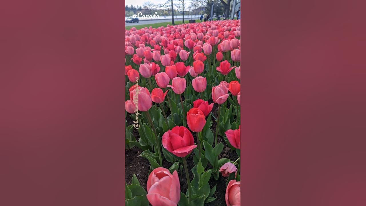 Tulip Festival in Canada, Ottawa canada tamil ytshorts ottawa 